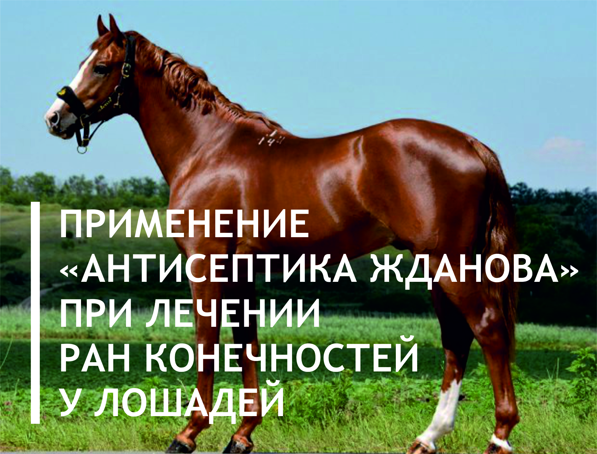 ТЕРАПЕВТИЧЕСКАЯ ЭФФЕКТИВНОСТЬ ПРИМЕНЕНИЯ «АНТИСЕПТИКА ЖДАНОВА» ПРИ ЛЕЧЕНИИ ЛОШАДЕЙ С ГНОЙНЫМИ РАНАМИ КОНЕЧНОСТЕЙ