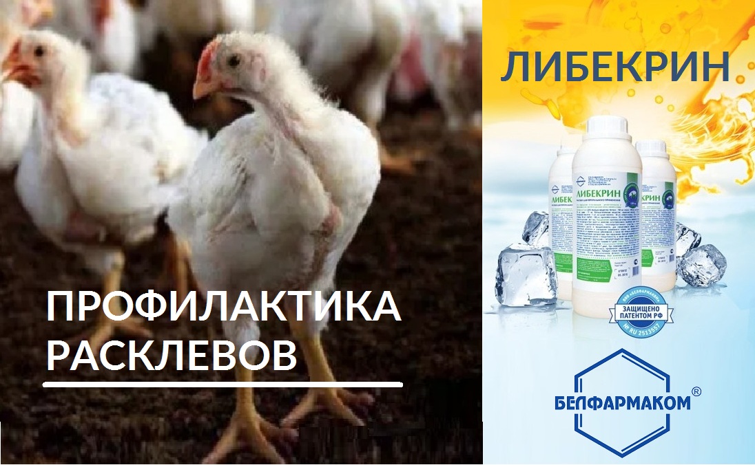 ПРОФИЛАКТИКА РАСКЛЕВОВ КАК ЗАЛОГ ВЫСОКОЙ ПРОДУКТИВНОСТИ СЕЛЬСКОХОЗЯЙСТВЕННОЙ ПТИЦЫ