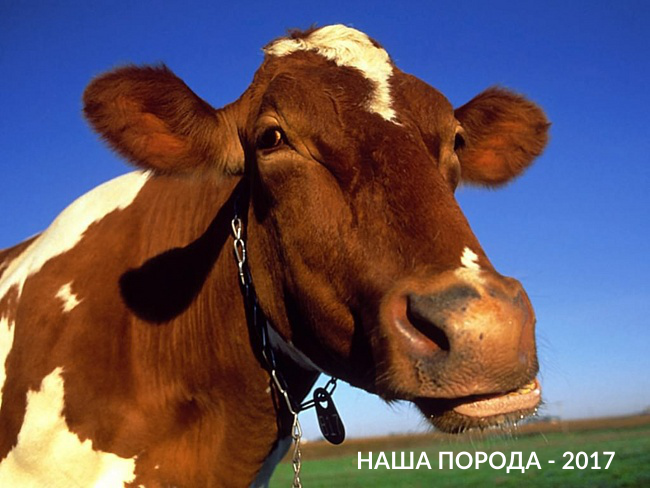 КОМПАНИЯ ООО «БЕЛФАРМАКОМ» ПРИНЯЛА УЧАСТИЕ В РЕГИОНАЛЬНОЙ ВЫСТАВКЕ «НАША ПОРОДА — 2017».